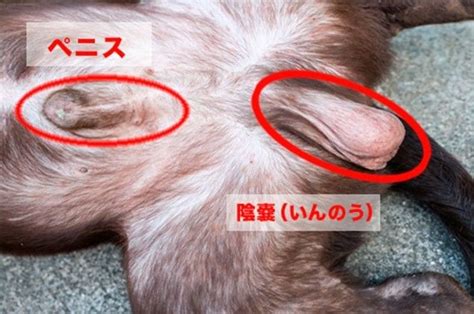 犬 ちんこ 赤い|【獣医師監修】犬のペニス（生殖器・陰茎）が腫れて。